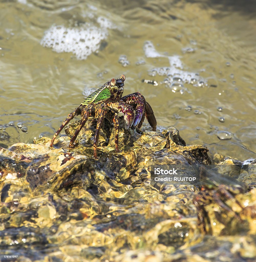 Crabe sur la plage des rochers - Photo de Caillou libre de droits