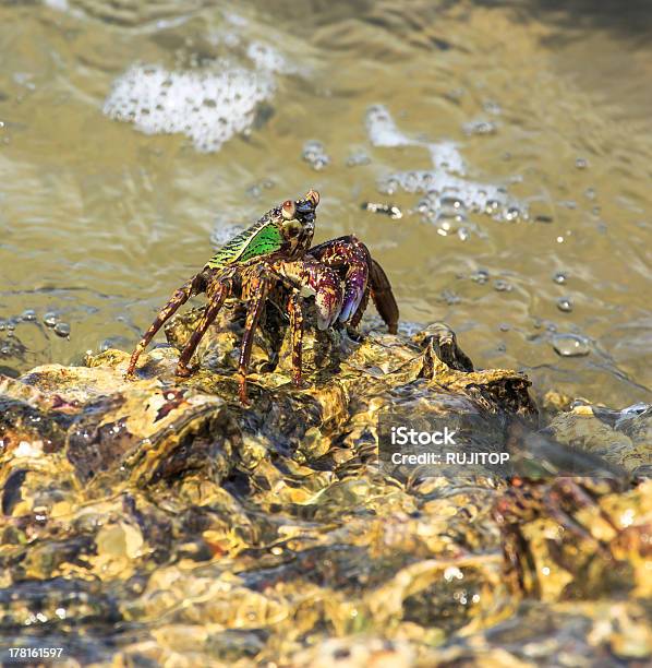 Photo libre de droit de Crabe Sur La Plage Des Rochers banque d'images et plus d'images libres de droit de Caillou - Caillou, Crabe, Eau