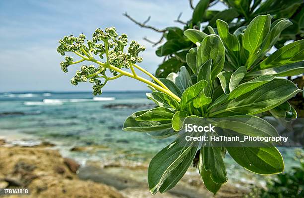 Árvore Heliotrope - Fotografias de stock e mais imagens de Ajardinado - Ajardinado, Ao Ar Livre, Areia