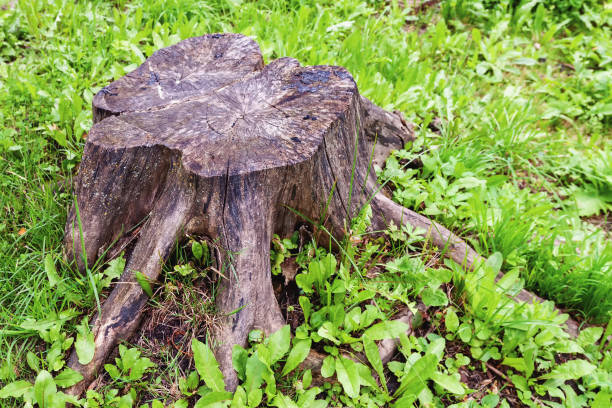 istock Stump of cut tree in the park in summer 1781619524