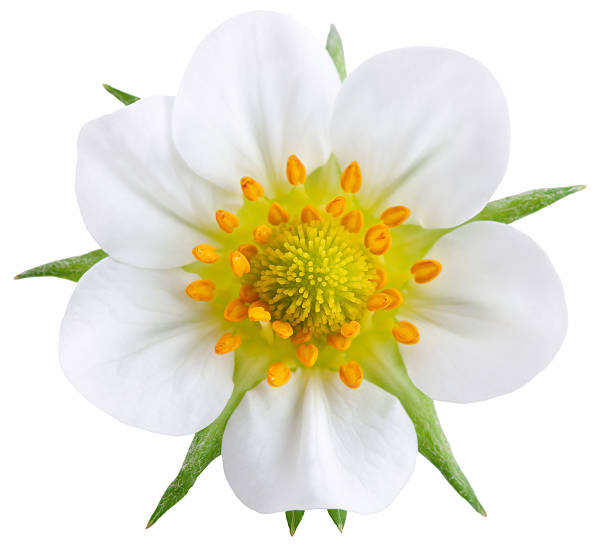istock Beautiful flower isolated on white background 178162102