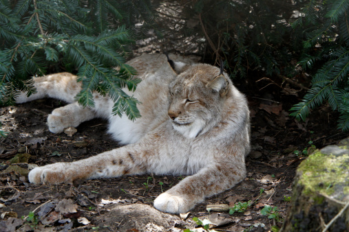 Dozing Lynx
