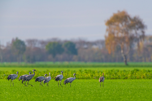 Common Cranes or Eurasian Cranes (Grus Grus) birds in the fields around the Diepholz moor during the autumn migration. The cranes are feeding and resting in the fields near Diepholz during the journey to Spain and Marocco for the winter.