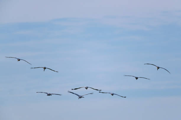 istock Crane birds flying in mid air during the autumn migration 1781622204