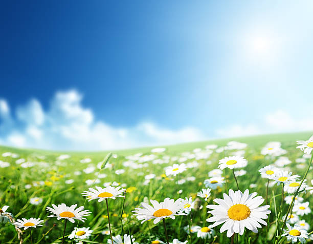 istock field of daisy flowers 178162242