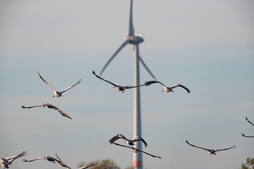 Crane birds or Common Cranes or Eurasian Cranes (Grus Grus) flying in mid air with wind turbines in the background during the autumn migration over the moors of Diepholz in Germany. Migrating birds face a growing risk of collision with wind turbines as more and more wind turbines are build in their migratory corridors.