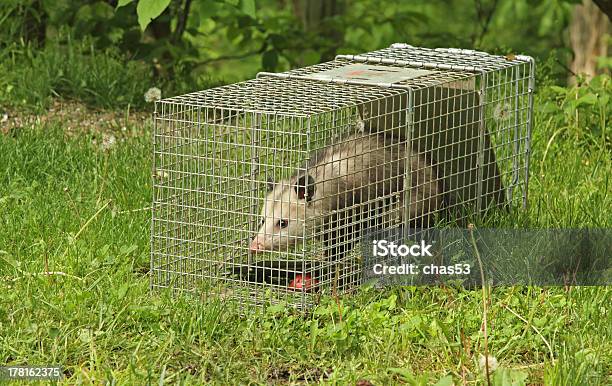 Foto de Encurralado Gambá Da Virgínia e mais fotos de stock de Animal - Animal, Animal selvagem, Fauna Silvestre