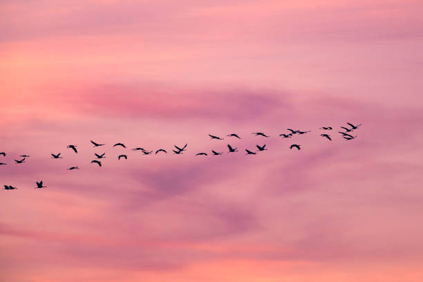 istock Crane birds or Common Cranes flying in a sunset during the autumn migration 1781623838