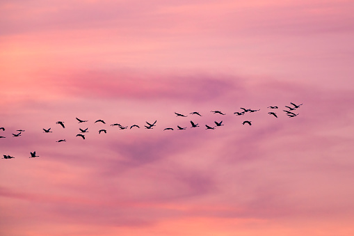 Crane birds or Common Cranes or Eurasian Cranes (Grus Grus) flying in mid air in a sunset during the autumn migration over the moors of Diepholz in Germany. The cranes feed and rest in the fields around the moors in  Lower Saxony, Germany during their migration from the breeding grounds in Northern Germany, Poland and Scandinavia to their winter habitats in Spain and Northern Africa.