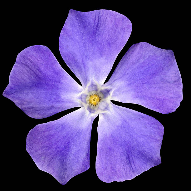 istock Purple Flower - Periwinkle Vinca minor isolated on Black 178162445