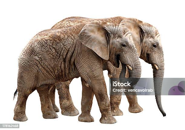 아프리카 코끼리 아프리카코끼리에 대한 스톡 사진 및 기타 이미지 - 아프리카코끼리, 옆모습, 대형