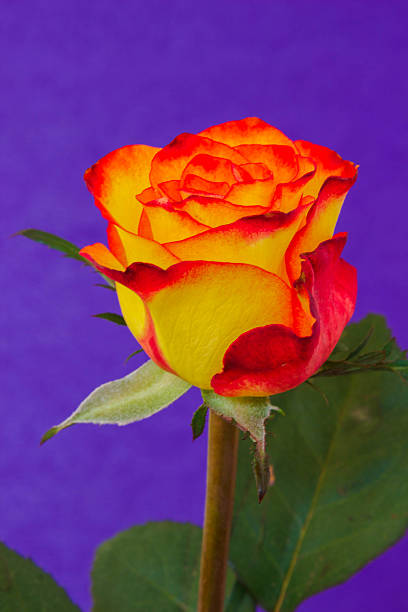 Colourful rose on a purple background