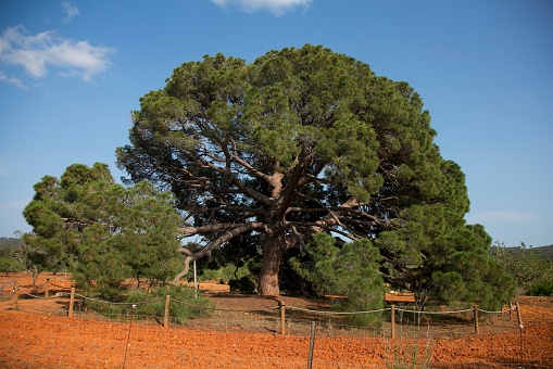 The Pi Ver d'en Besoró, considered the largest pine on the island of Ibiza and cataloged as a unique tree in the Balearic Islands.