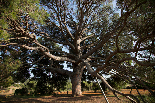 The Pi Ver d'en Besoró, considered the largest pine on the island of Ibiza and cataloged as a unique tree in the Balearic Islands.