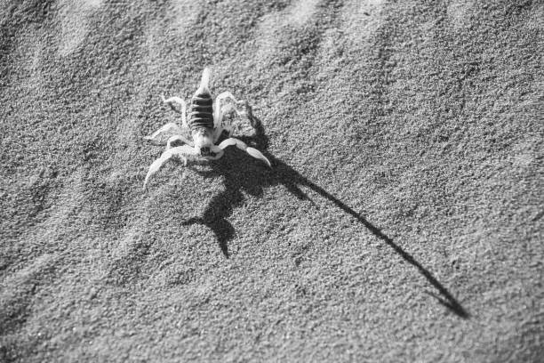 High angle shot of a black scorpion on the forest floor