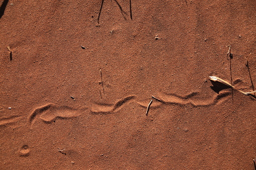 a snake track in the red sand of namib desert