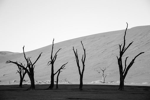 dead tree trunks in the namib desert,