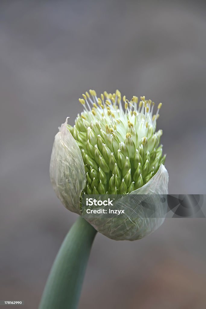 Grüne Zwiebeln - Lizenzfrei Alternative Medizin Stock-Foto