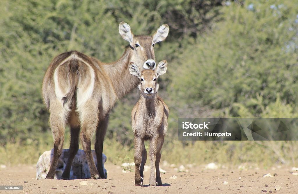 O Curioso vida e inocência de Cobo-de-Calf - Royalty-free Analisar Foto de stock