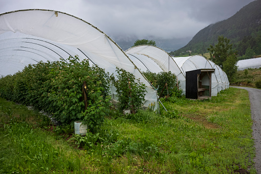The climate in Norway is good for fruit tree growing conditions despite the rain. Covered systems to protect cherry orchards from frequent summer rains are necessary. A Norwegian farm on a rainy day.