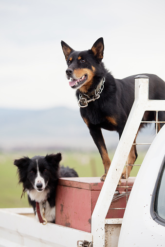 View of an Australian Heeler or Australian Cattle dog, also known as a Blue Heelerand a Border Collie on the back of ute or pick up truck on a farm in Tasmania