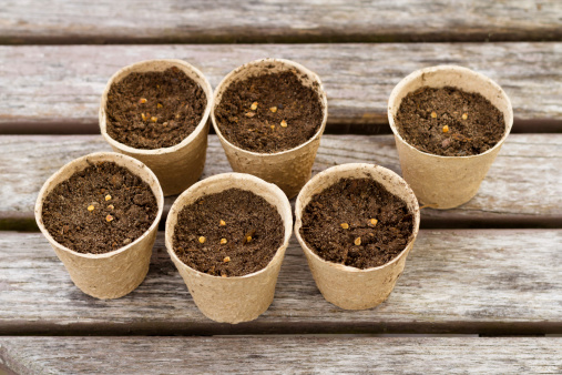 An outdoor table with six little peat pots with tomato seeds in soil.