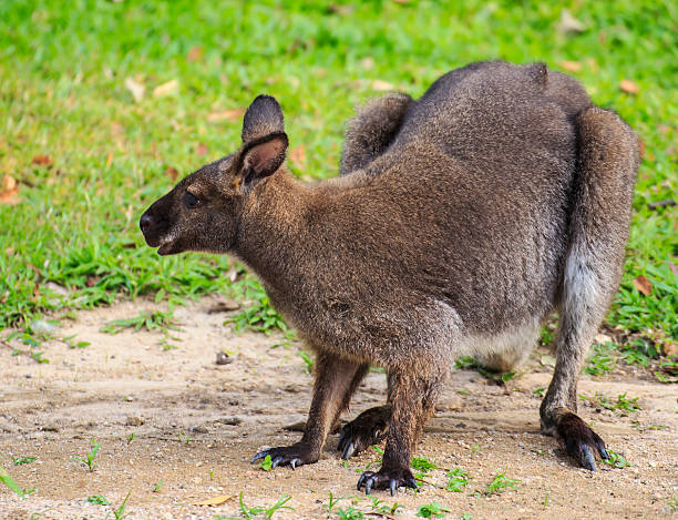 istock Beautiful young wallaby in grass 178163918