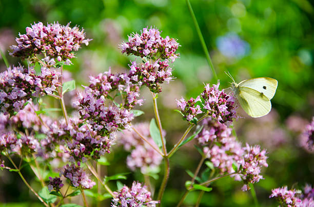summer wild marjoram blossoms in garden and butterfly