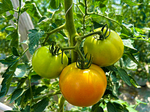 Tomatoes, red tomatoes, yellow tomatoes purple tomatoes vegetables and fruits food3