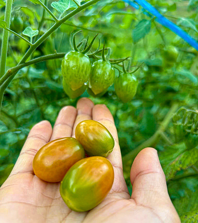 Tomatoes, red tomatoes, yellow tomatoes purple tomatoes vegetables and fruits food3