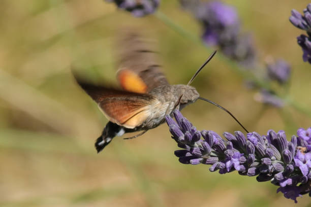 istock Moro-sphinx --- Sphinx colibri --- Sphinx du caille-lait --- Oiseau-Mouche (Macroglossum stellatarum) 1781640467