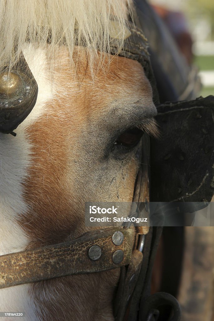 Cavalo - Foto de stock de Animais Machos royalty-free