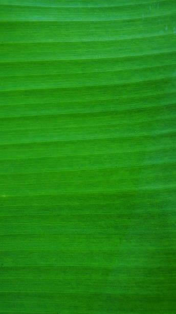 istock line of leaves banana tree 178164381