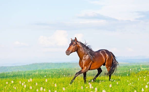 istock bay horse skips on a meadow against mountains 178165075