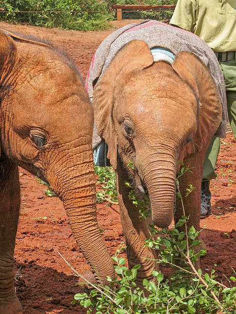 istock Two baby elephants stand in face 178165315