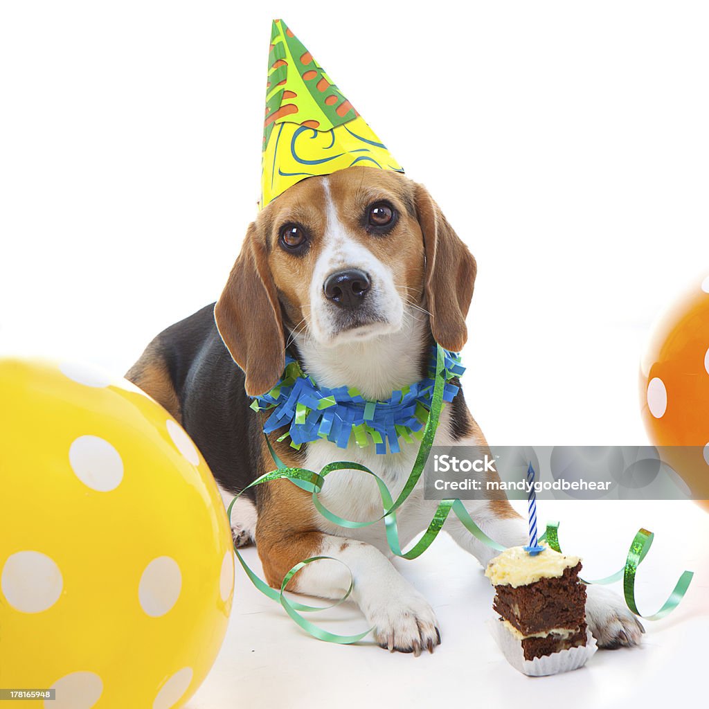 pet first birthday party  celebration pet beagle dog  first birthday party  celebration with cake hat and balloons Beagle Stock Photo