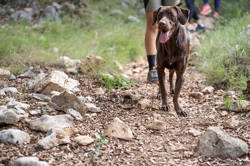 Portrait of a chestnut labrador dog walking up the mountain in front of its owners with its mouth open. Domestic animals concept