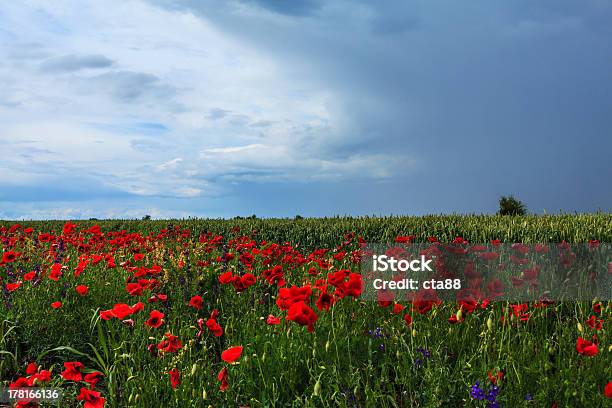 Piękne Pól Obszarów Wiejskich W Lato - zdjęcia stockowe i więcej obrazów Bezchmurne niebo - Bezchmurne niebo, Botanika, Canola