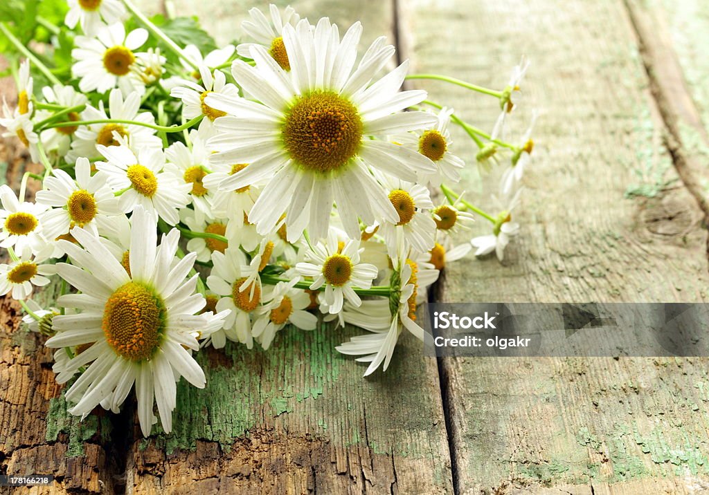 bouquet di daisies fresche su sfondo in legno - Foto stock royalty-free di Bianco
