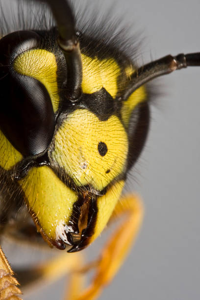 istock head of wasp in grey background 178166294