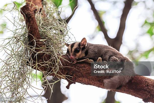 Niedliche Kleine Possum Oder Sugar Glider Auf Baum Stockfoto und mehr Bilder von Beutelratte - Beutelratte, Beuteltier, Extreme Nahaufnahme