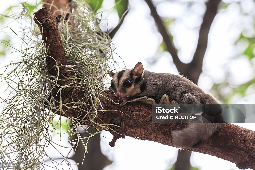 Bonito pequeno possum ou Petauro-do-açúcar na árvore - Foto de stock de Animal royalty-free