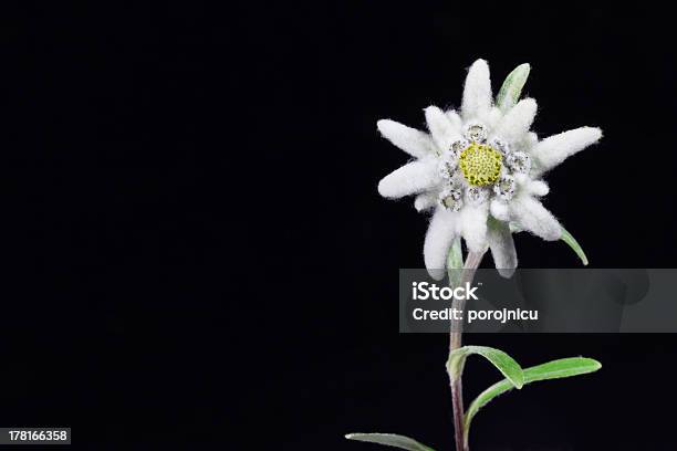 Edelweiss Foto de stock y más banco de imágenes de Edelweiss - Edelweiss, Alpes Europeos, Blanco - Color