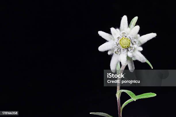 Edelweiss Stock Photo - Download Image Now - Edelweiss - Flower, Backgrounds, Black Color