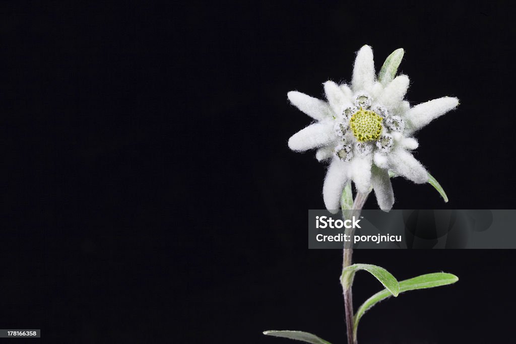 edelweiss - Foto de stock de Edelvais royalty-free