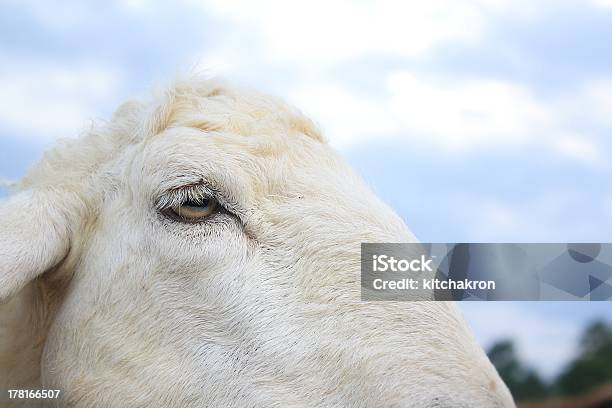 Sheep Stock Photo - Download Image Now - Agriculture, Animal, Arguing