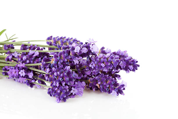 istock Bunch of picked lavende 178166561