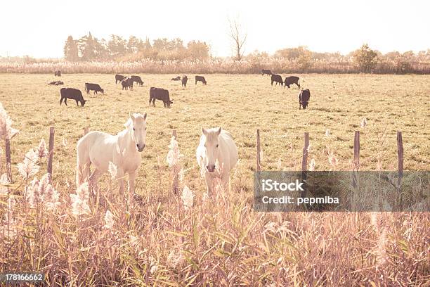 동물에서 카마르그 국립 공원 0명에 대한 스톡 사진 및 기타 이미지 - 0명, 가축, 고풍스런