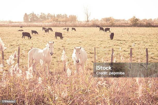 Zwierzęta W Camargue National Park - zdjęcia stockowe i więcej obrazów Bez ludzi - Bez ludzi, Biały, Byk - Zwierzę płci męskiej