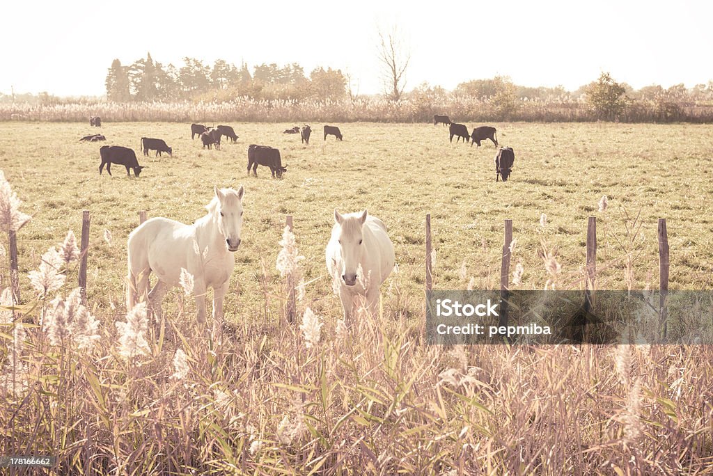 Animais no Parque nacional de Camargue - Royalty-free Animal Foto de stock